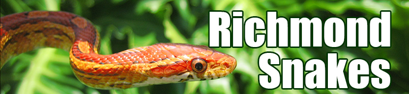 Richmond snake